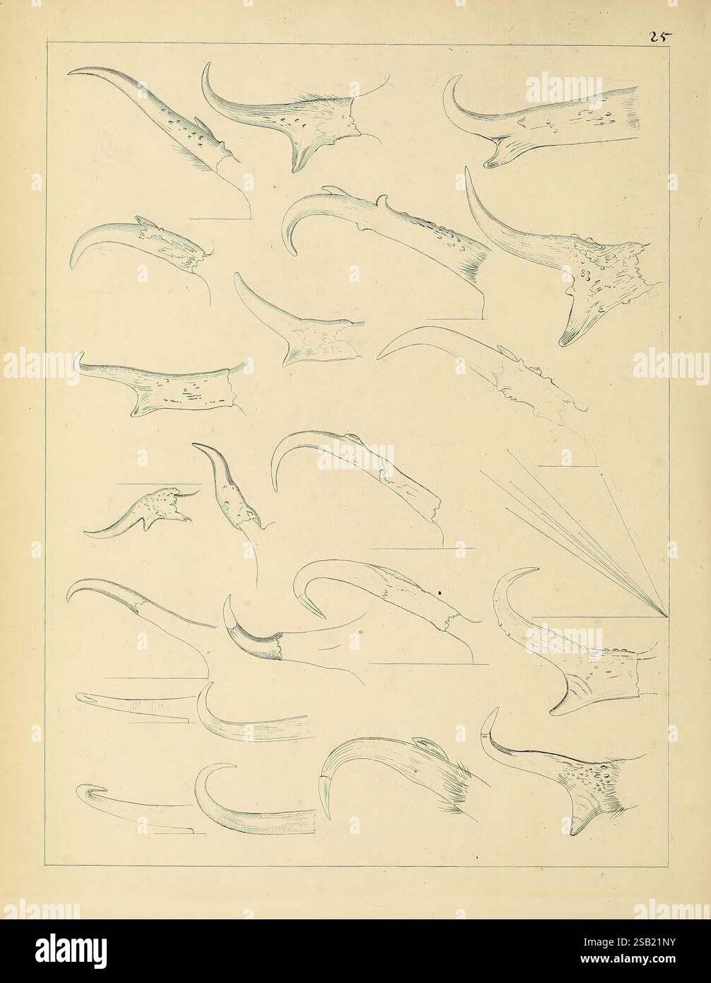 Catalogue North American mammals with drawings and proof of plates