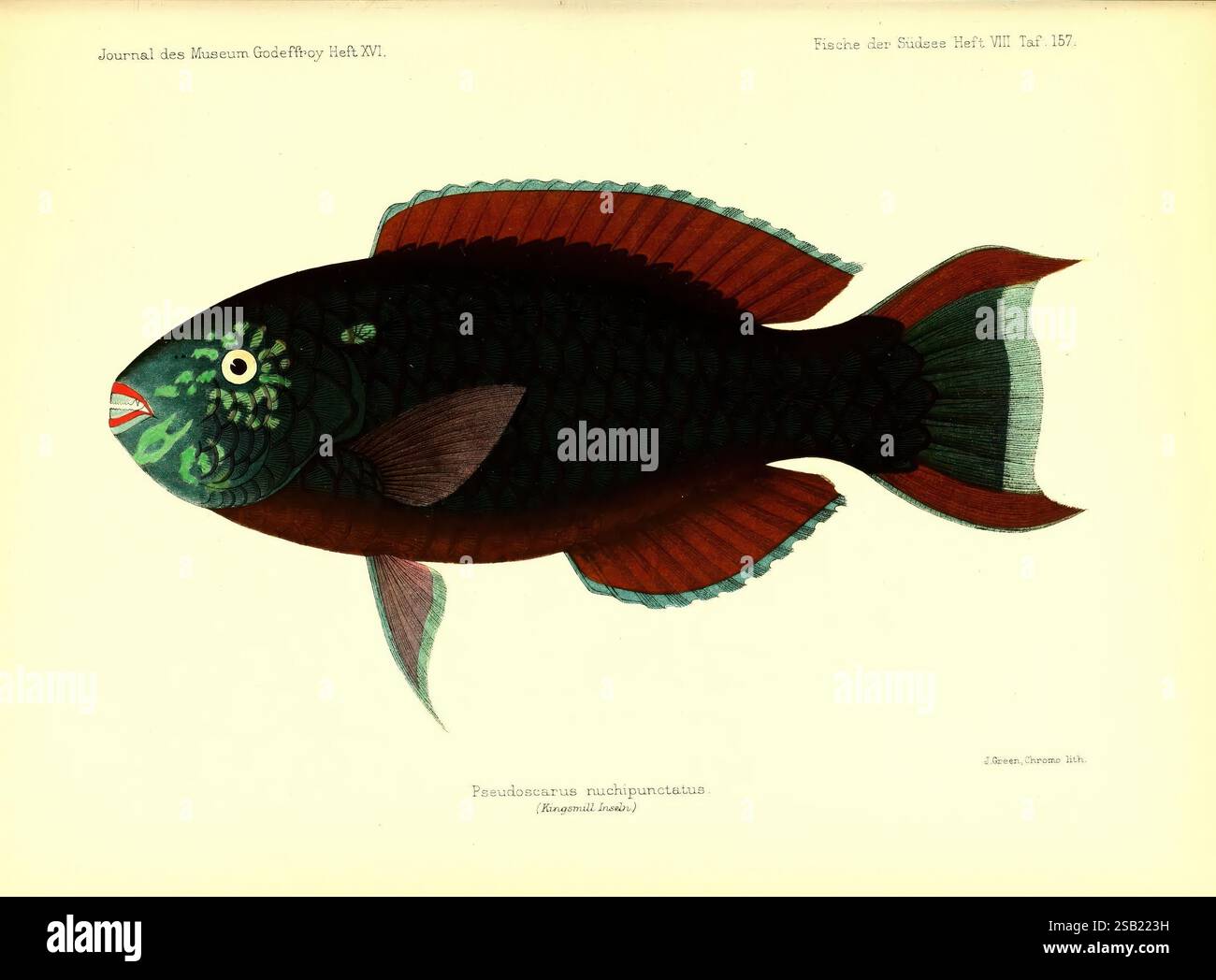 Aquatic creature featuring hi-res stock photography and images - Alamy