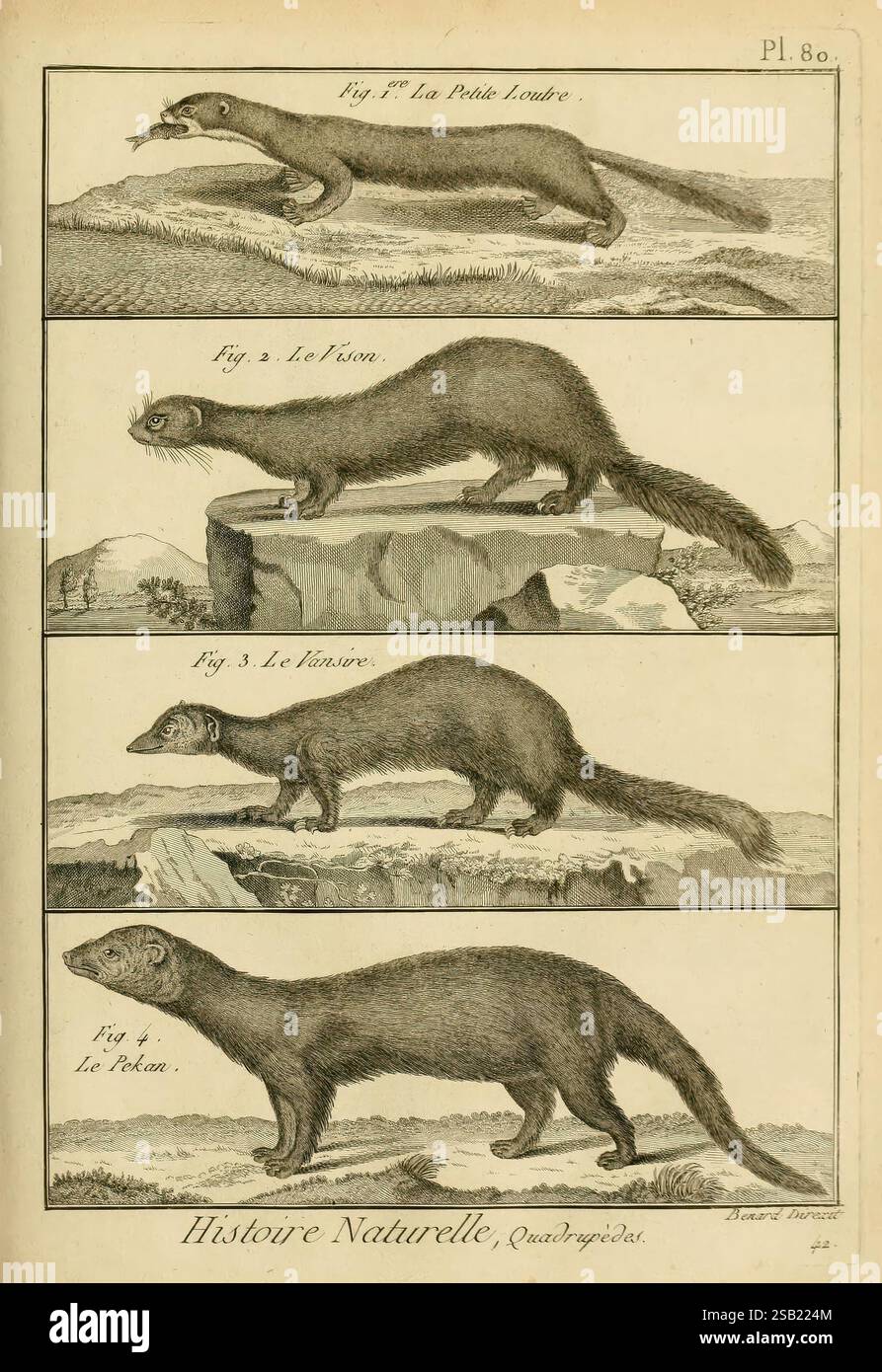 Mammalogie, ou, Description des espèces de mammifères A Paris, Chez Mme ...