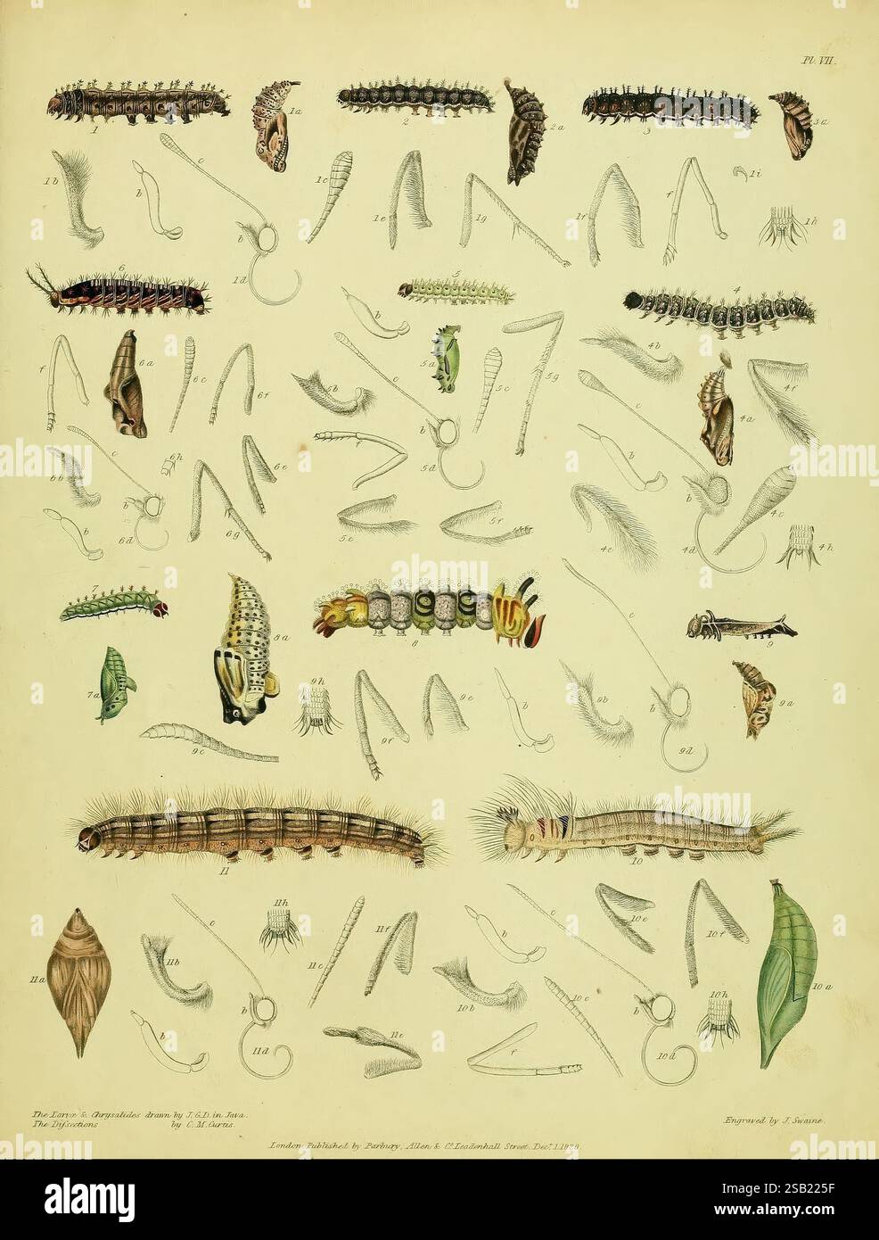 Descriptive Catalogue of the Lepidopterous Insects contained in the