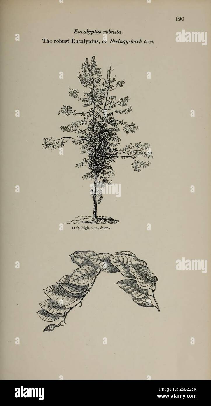 Promonient Tree Arboretum et fruticetum britannicum London J.C. Loudon 1844 botany ...