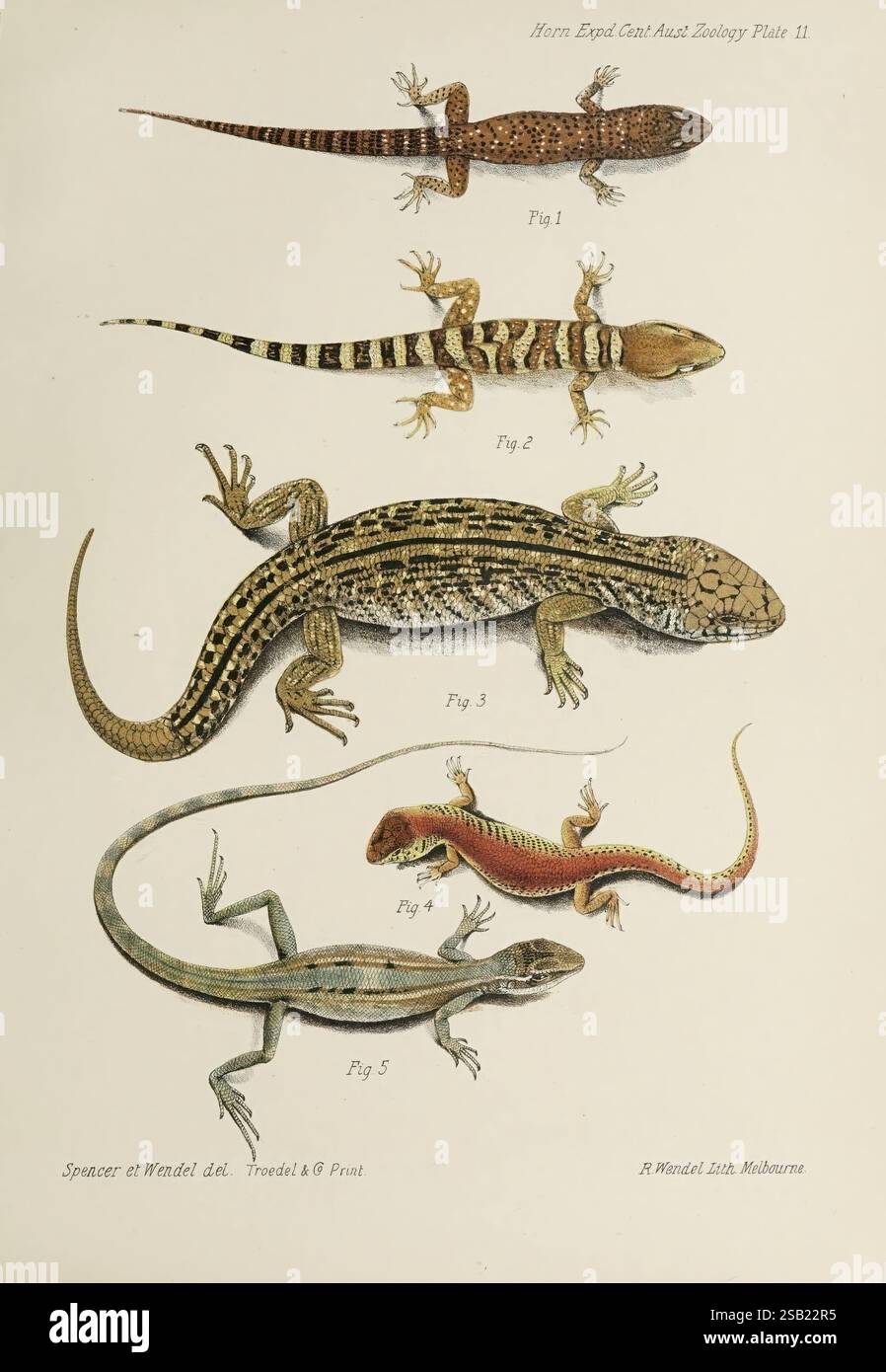 Top lizard displays hi-res stock photography and images - Alamy