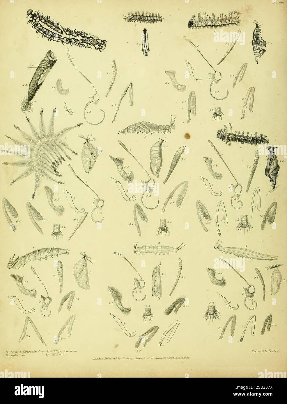 Descriptive Catalogue Of The Lepidopterous Insects Contained In descriptive-catalogue-of-the-lepidopterous-insects-contained-in