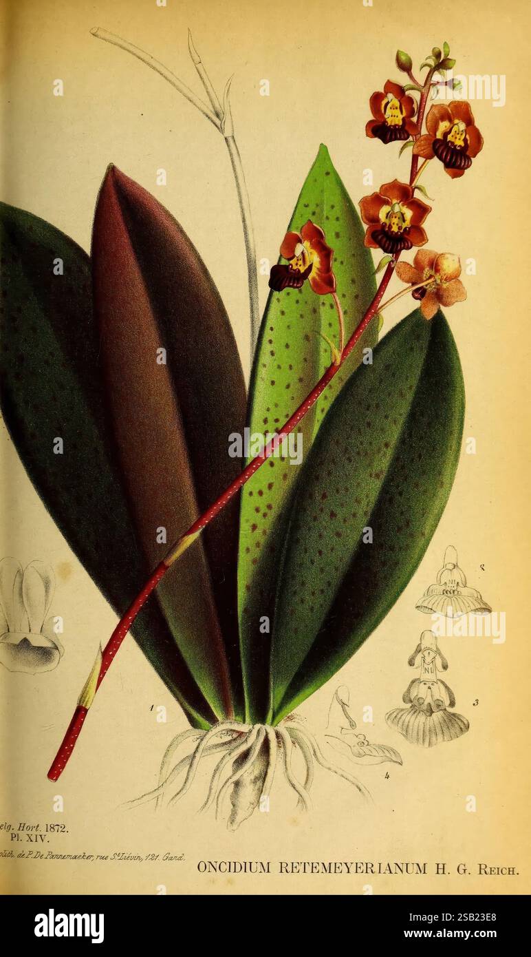 Detailed representation of various orchid species hi-res stock ...