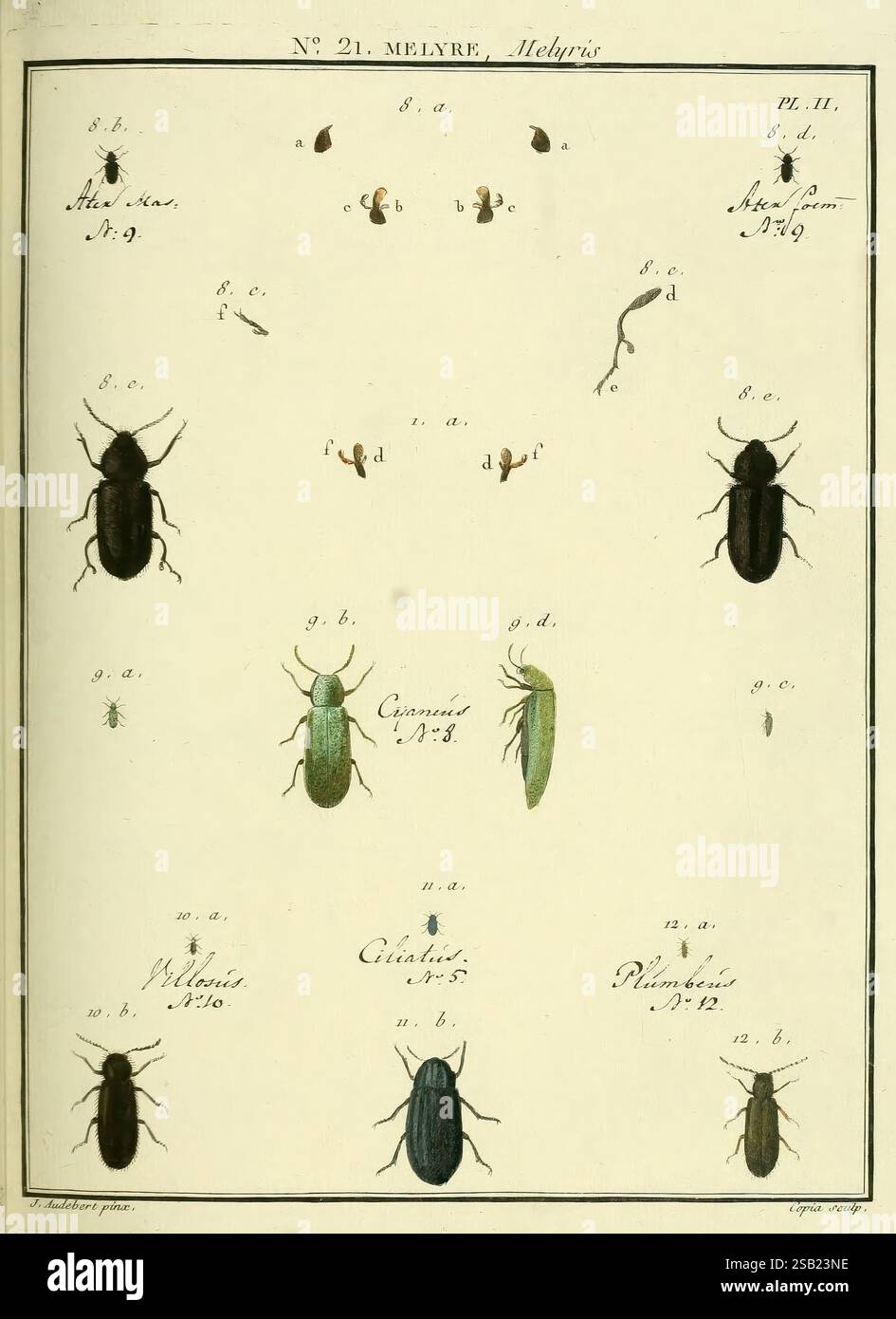 Tones Insecte Several labeled entries hi-res stock photography and images - Alamy
