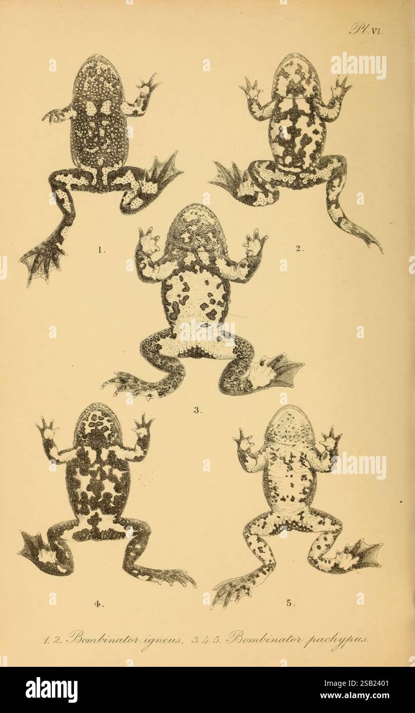 The tailless batrachians of Europe London, 1897-98, amphibians, Europe ...