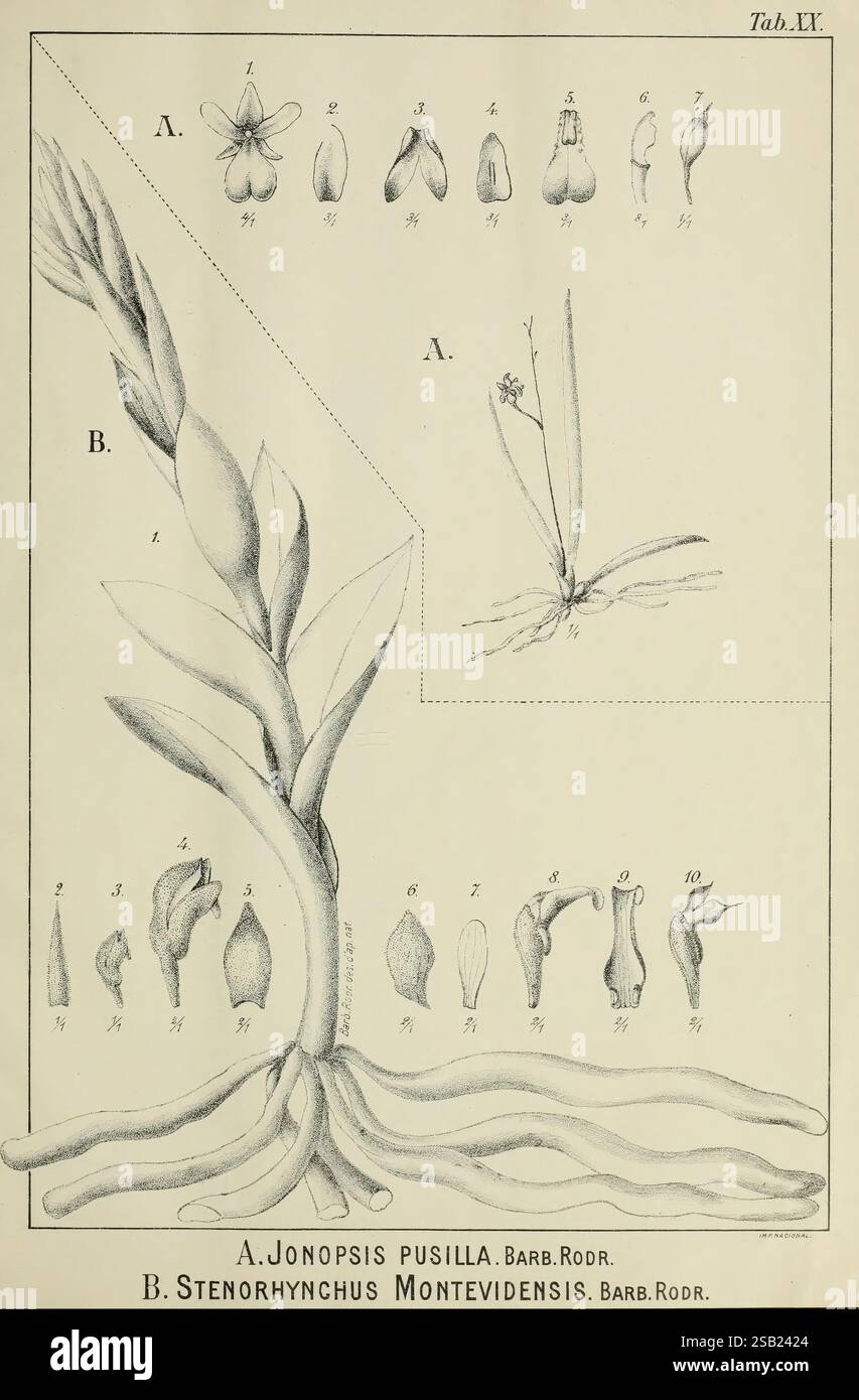 Contributions du Jardin botanique de Rio de Janeiro, Rio de Janeiro, L ...