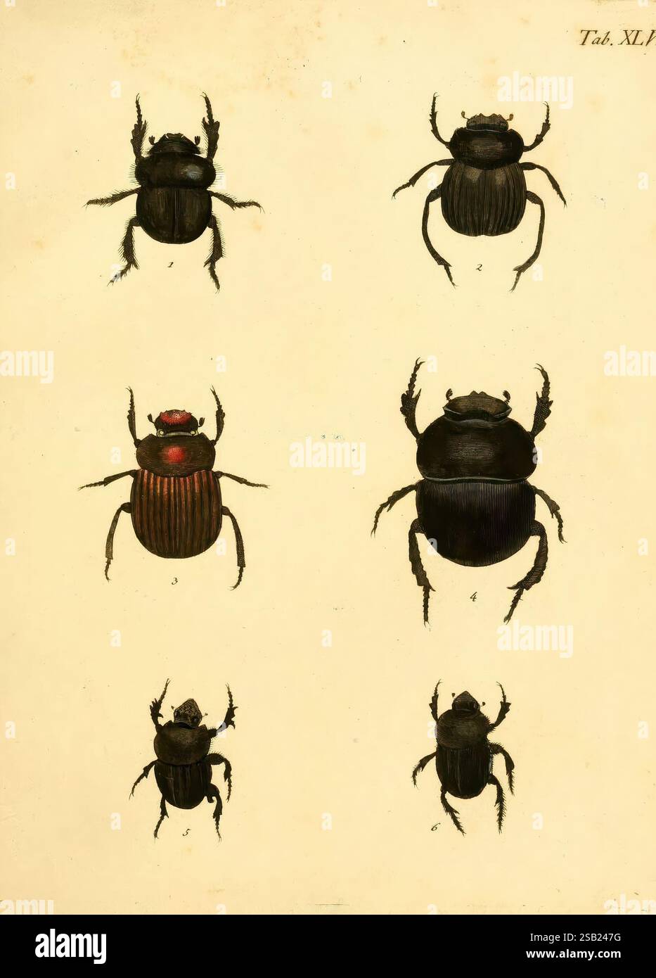 Karl Jordan Insect Top row features two larger insects hi-res stock photography and images ...