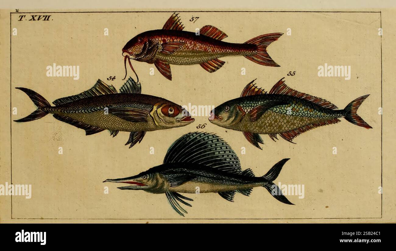 Stout fish exhibits hi-res stock photography and images - Alamy
