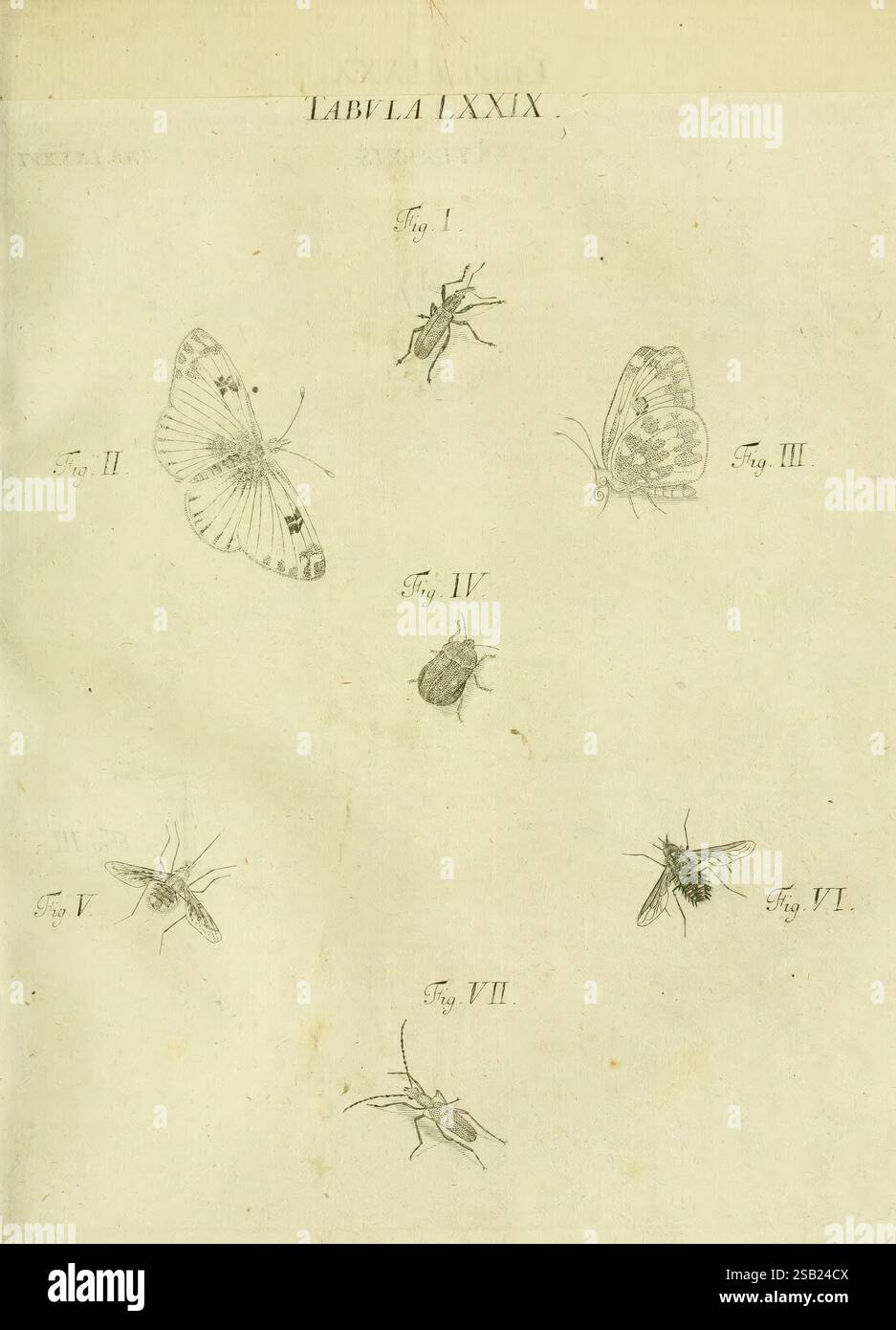 Seven distinct butterfly species hi-res stock photography and images ...