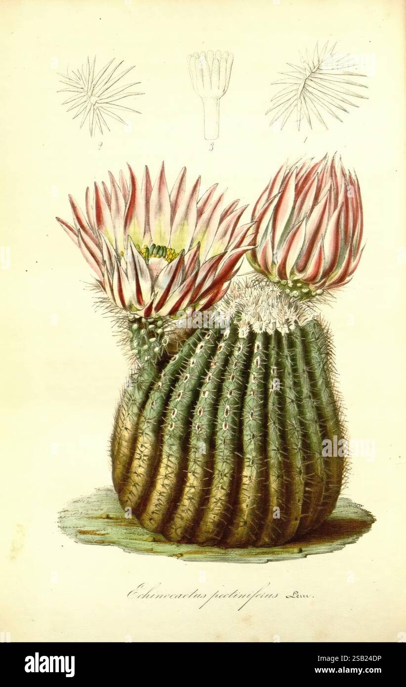 Flore des serres et des jardins de l'Europe A Gand, chez Louis van Houtte, éditeur 1845-1880, A beautifully illustrated depiction of a cactus species, showcasing its distinct cylindrical shape and prominent ribbed texture. The cactus is adorned with vibrant, striking flowers that feature a mix of deep pink and white hues, emerging prominently from the top. Above the main illustration, an additional smaller drawing provides a detailed view of the blossom's structure, emphasizing its delicate petal arrangement. The overall composition highlights the intricate beauty of this plant, blending botan Stock Photo