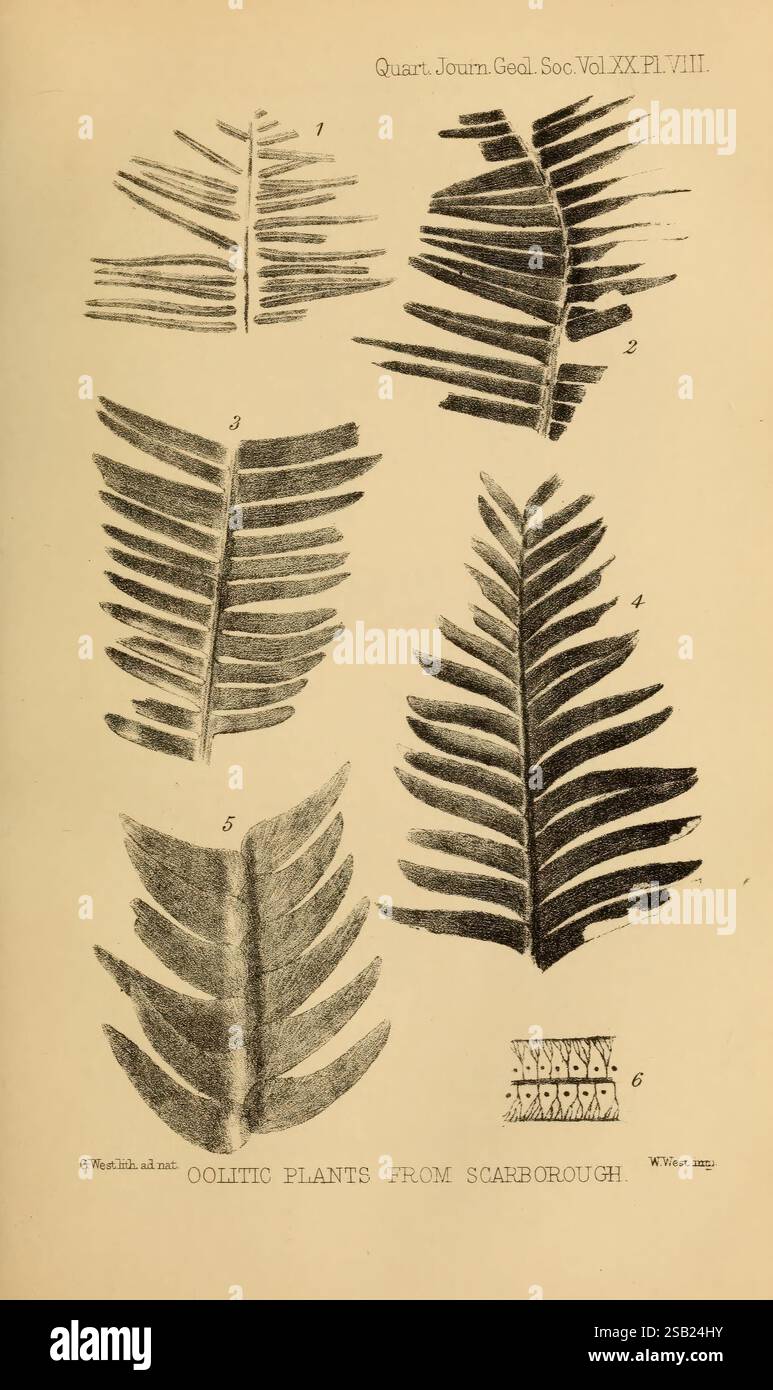 Various fossilized ferns hi-res stock photography and images - Alamy