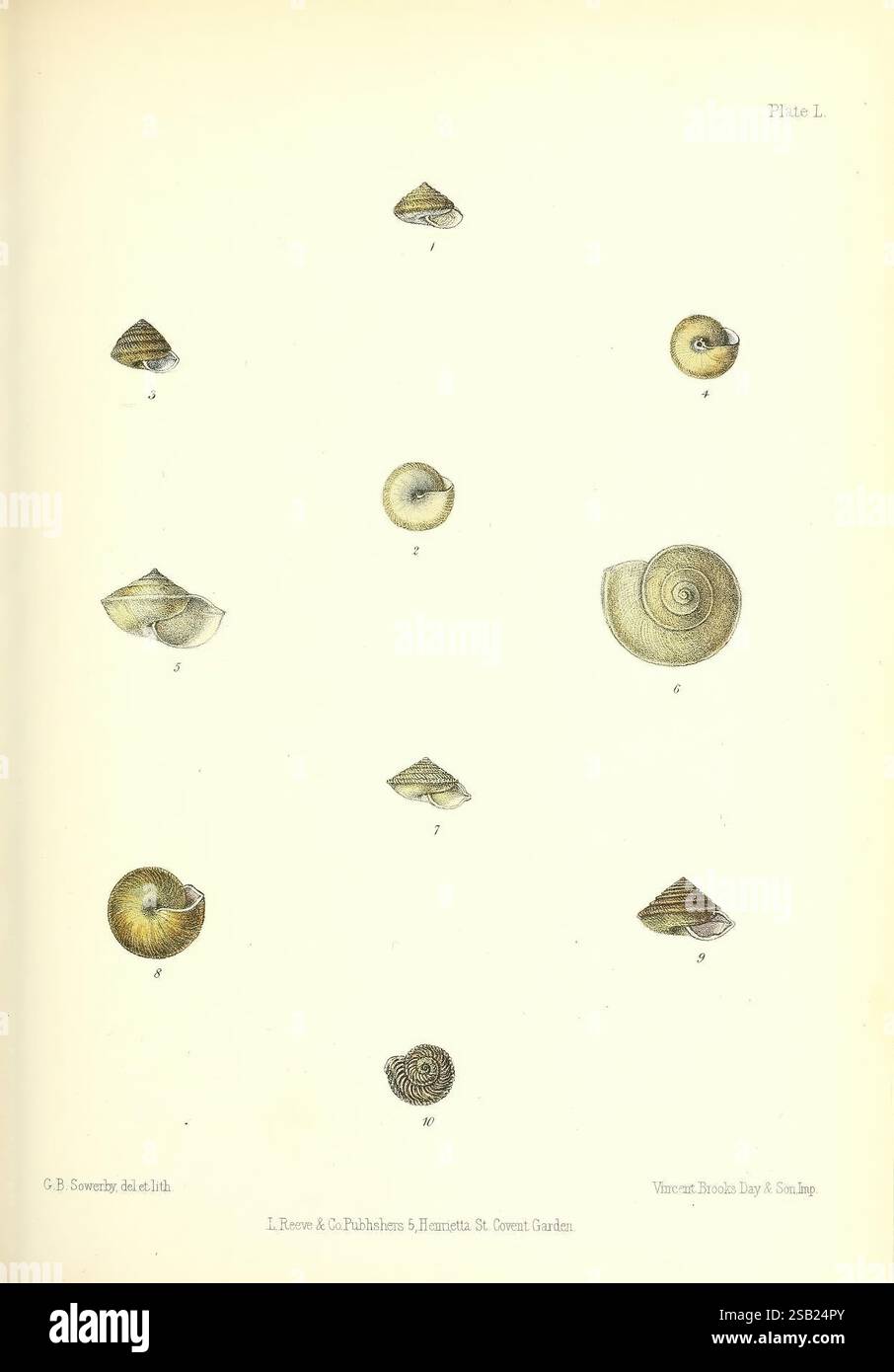 1876 india mollusks pictorial works shells hi-res stock photography and ...