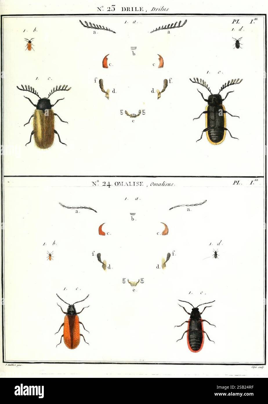 2 Insectes Detailed illustration features two distinct hi-res stock photography ...