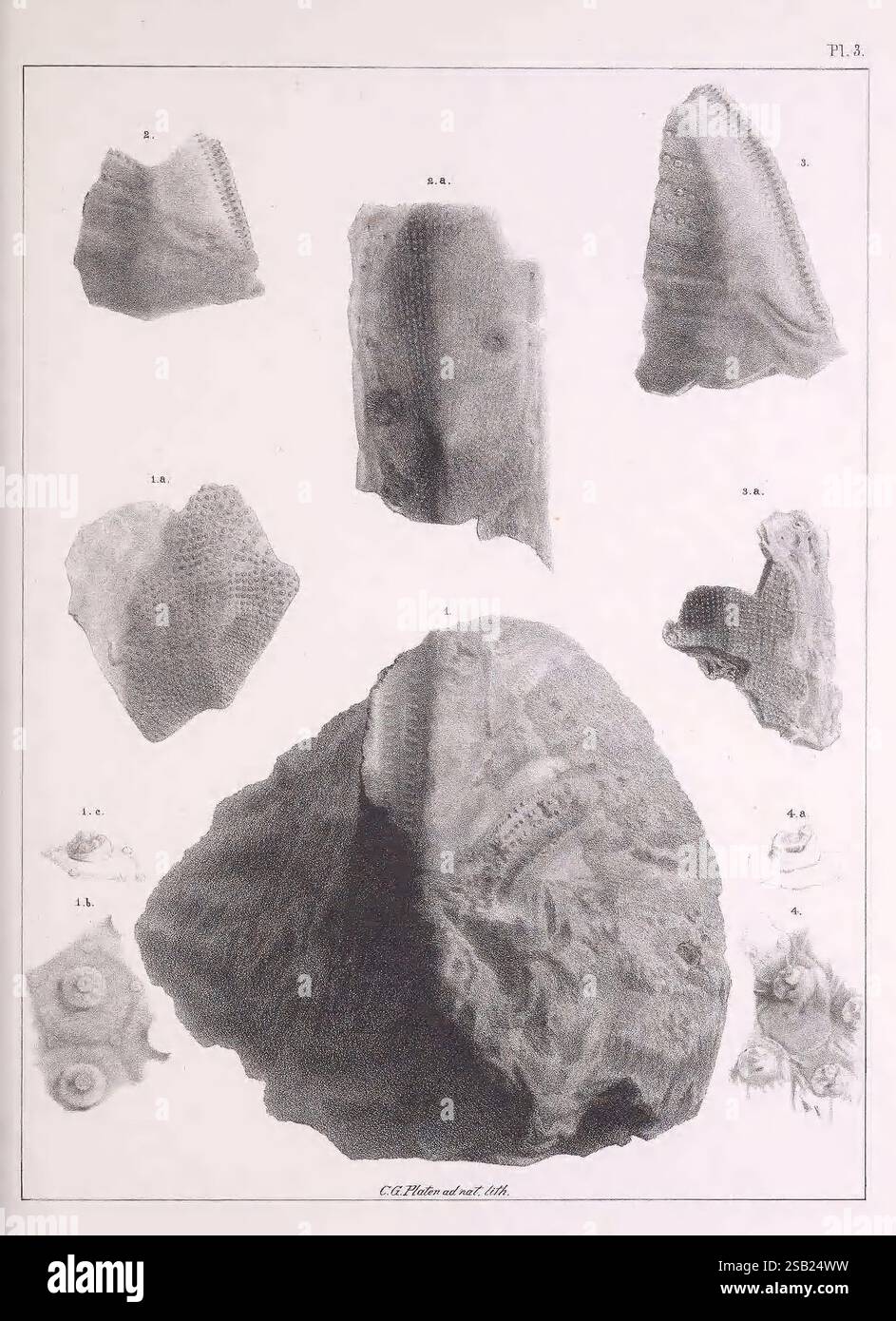Pleiocene Fossils Of South Carolina Charleston S C Russell Pleiocene fossils of south carolina charleston s c russell