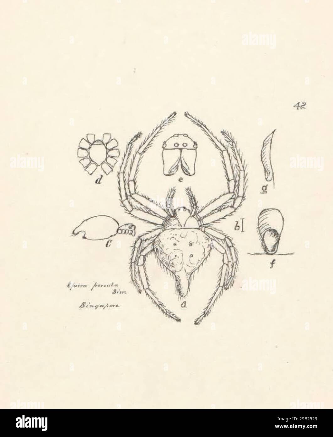 Several smaller anatomical diagrams hi-res stock photography and images ...