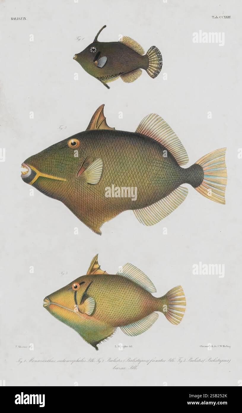 Distinct Fish Atlas ichthyologique des Indes orientales néerlandaises, Amsterdam ...