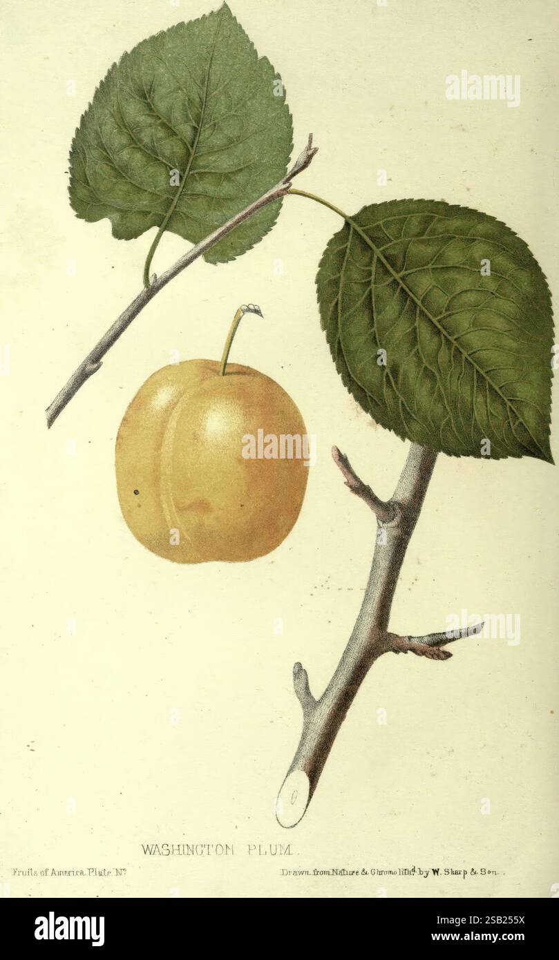 Fruitus The, fruits, of, America, New York, D, Appleton & Co, 1853, fruit ...