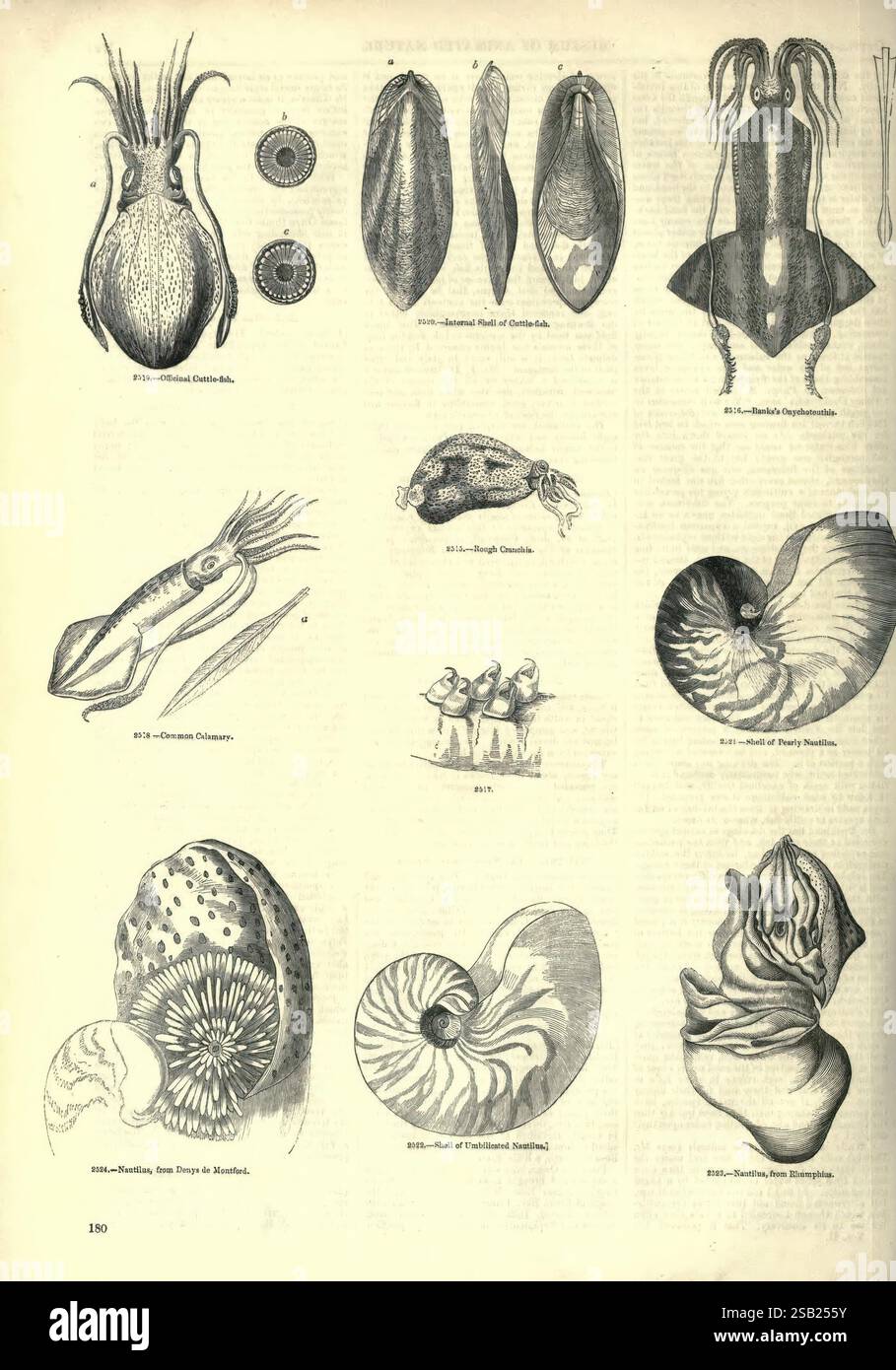 Distinctive anatomical features of mollusks hi-res stock photography ...