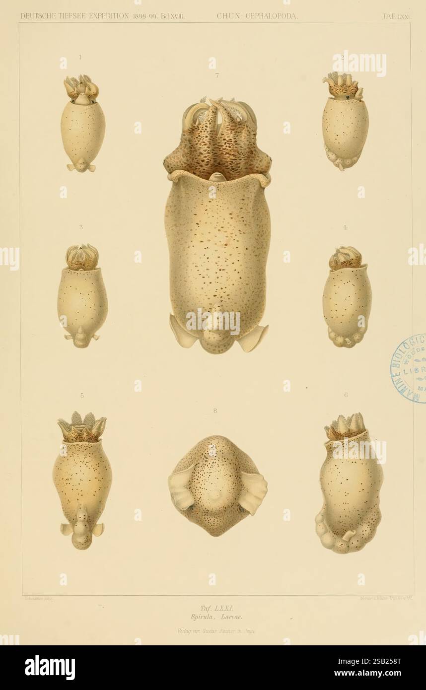 Die Cephalopoden, [Jena], G. Fischer, 1910-1915, cephalopoda, Valdivia ...