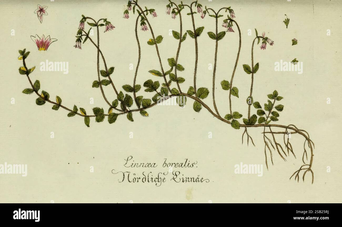 Plantarum indigenarum et exoticarum icones ad vivum coloratae, oder, Sammlung nach der Natur gemalter Abbildungen inn- und ausländischer Pflanzen, für Liebhaber und Beflissene der Botanik, plants, fast, botany, pictorial works, Linnaea borealis, The illustration depicts a detailed botanical study of a flowering plant, showcasing its vine-like structure. The plant features delicate green leaves and slender stems adorned with small pink flowers near the top, illustrating its natural growth pattern. The roots, depicted at the bottom, spread outward, suggesting a connection to the soil. The label, Stock Photo