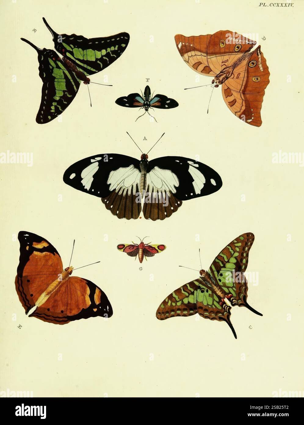 Prominent butterfly features large hi-res stock photography and images ...
