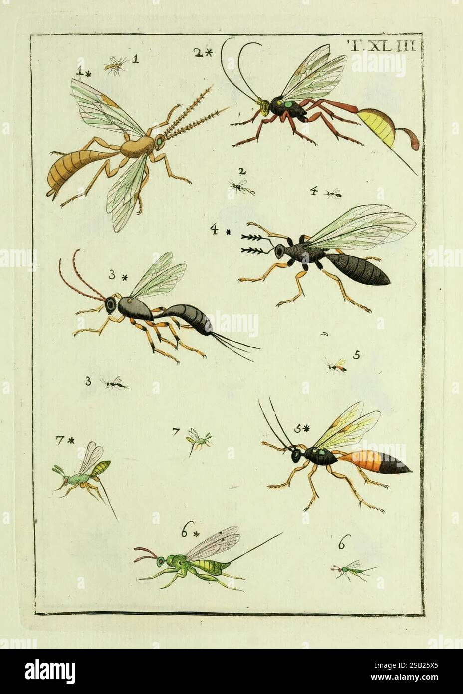2nd Insect Insect Fifth specimen displays hi-res stock photography and images - Alamy