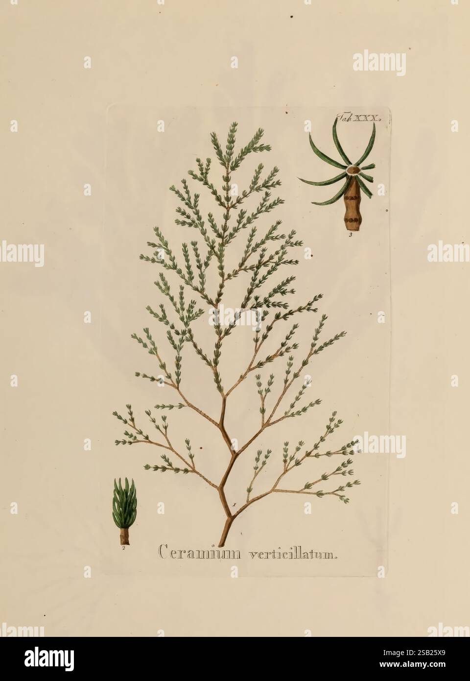 Hydrophytologiae, Regni, Neapolitani, icones, Neapoli, Ex, Typographia ...