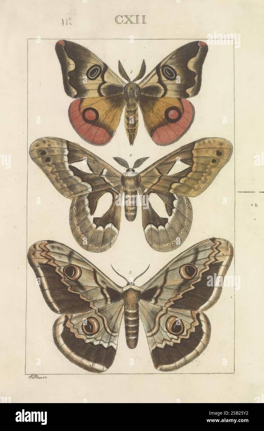 Muted Insect Highlighting delicate markings hi-res stock photography and images - Alamy