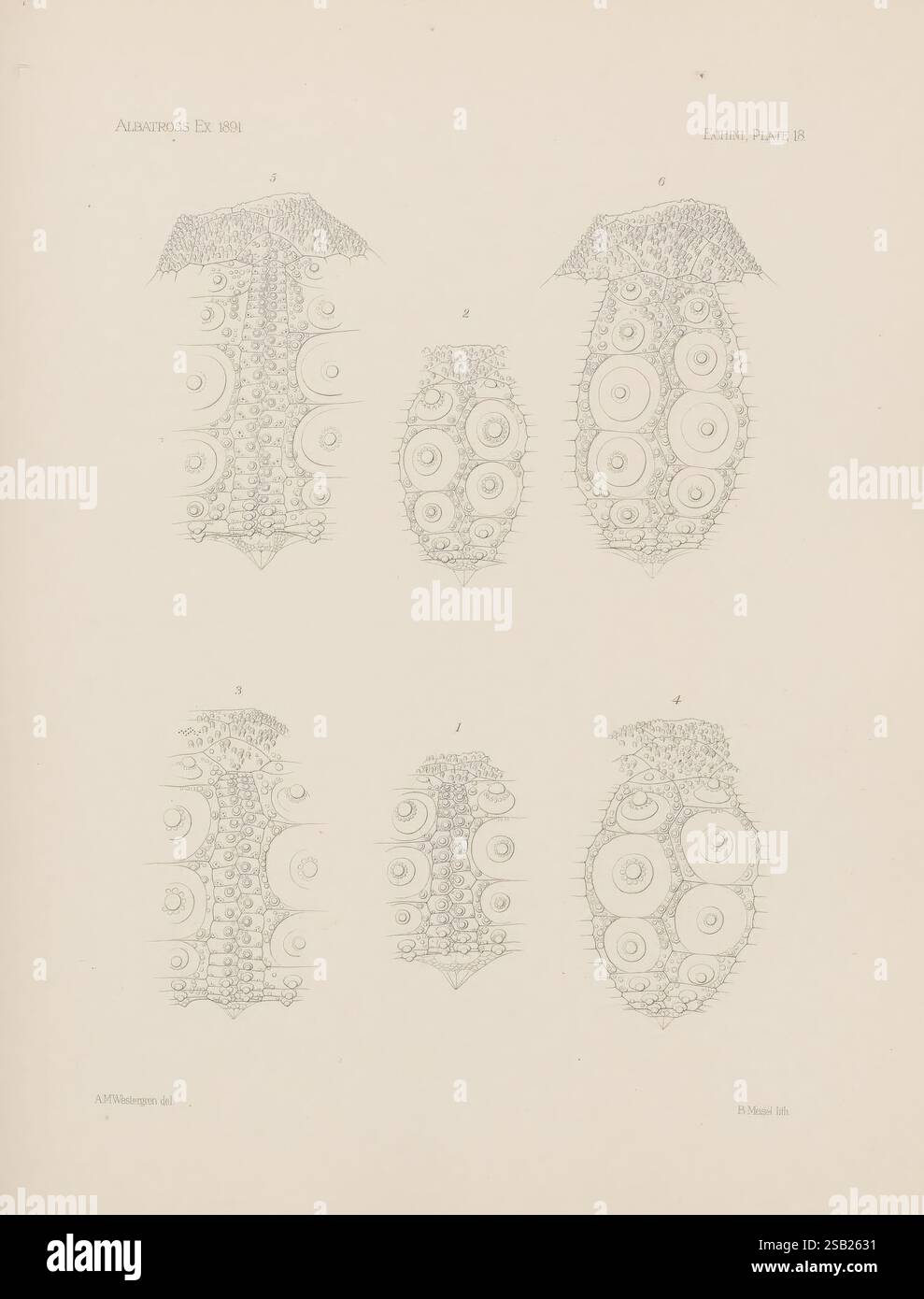Specimen Structure Featuring five distinct specimens hi-res stock photography and images ...
