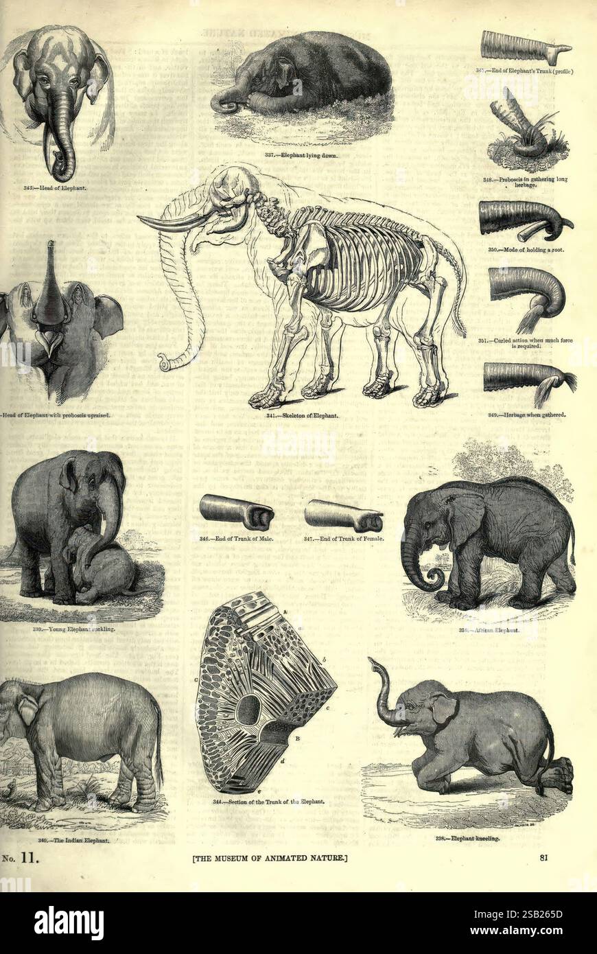 The pictorial museum of animated nature London, C. Cox, [1844 ...