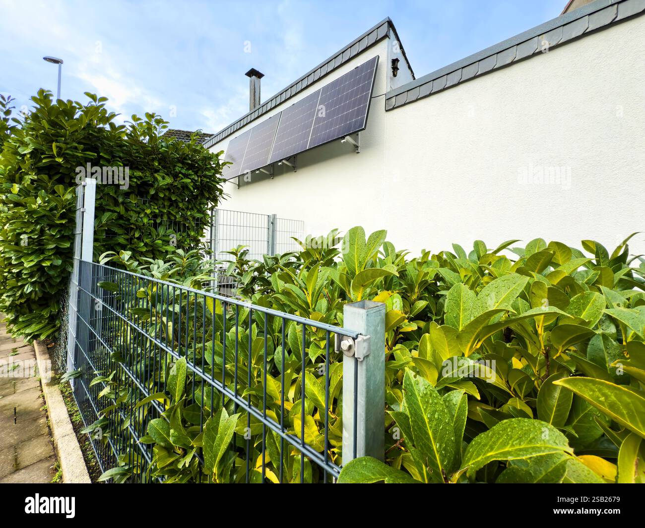 Kirschlorbeer garten hi-res stock photography and images - Alamy