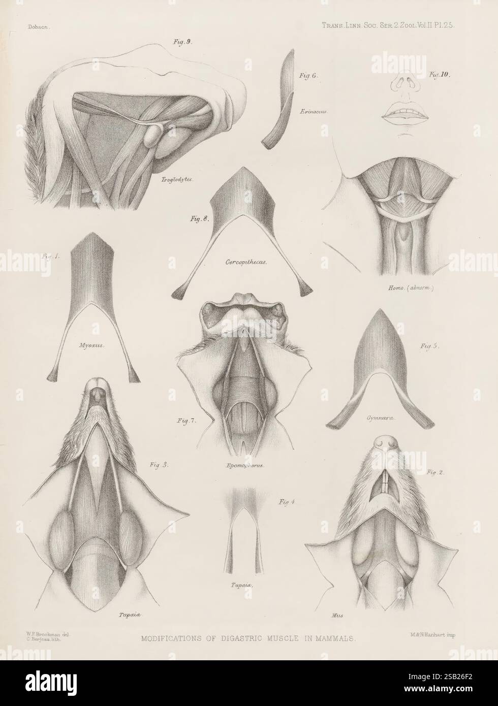 Transactions of the Linnean Society of London, London, [The Society ...