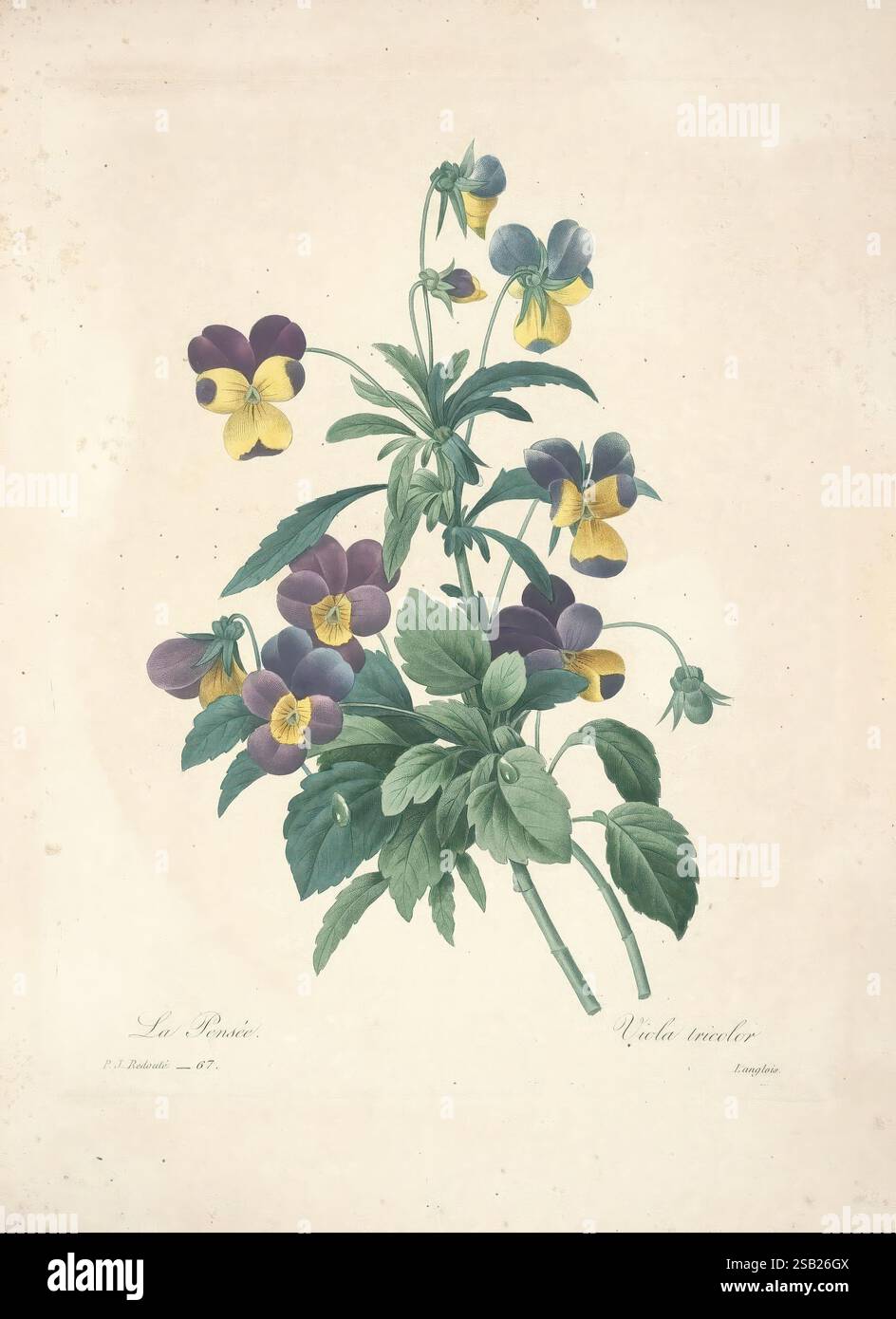 Choix des plus belles fleurs, Paris, Ernest Panckoucke, [1833?], France ...