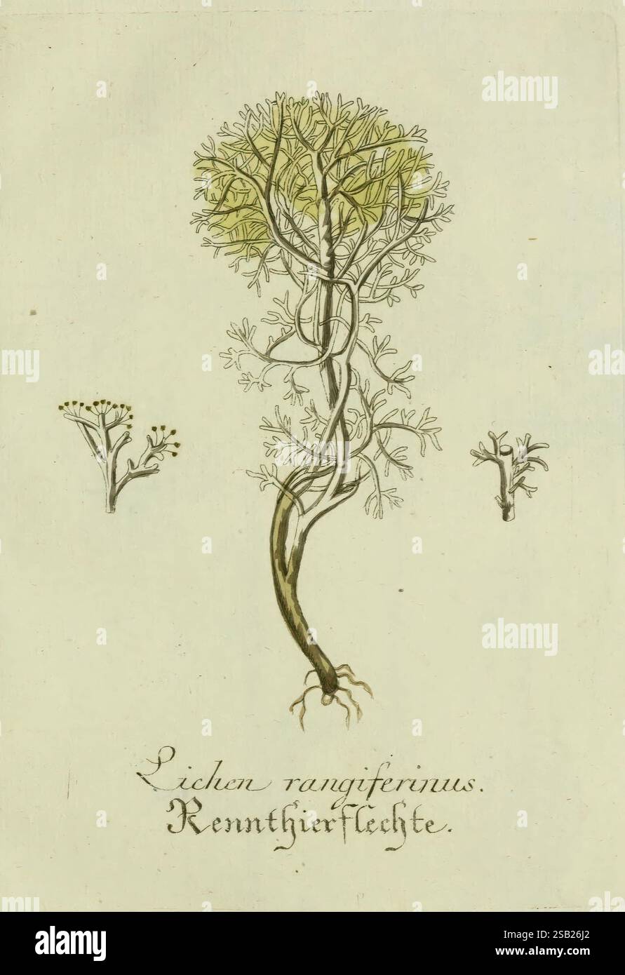 Lichens unique morphology hi-res stock photography and images - Alamy