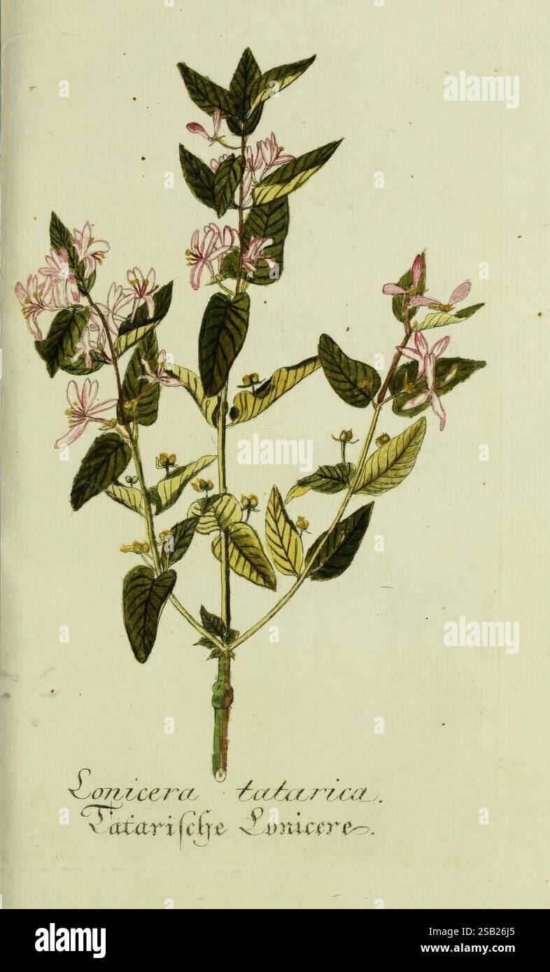 Plantarum indigenarum et exoticarum icones ad vivum coloratae, oder ...