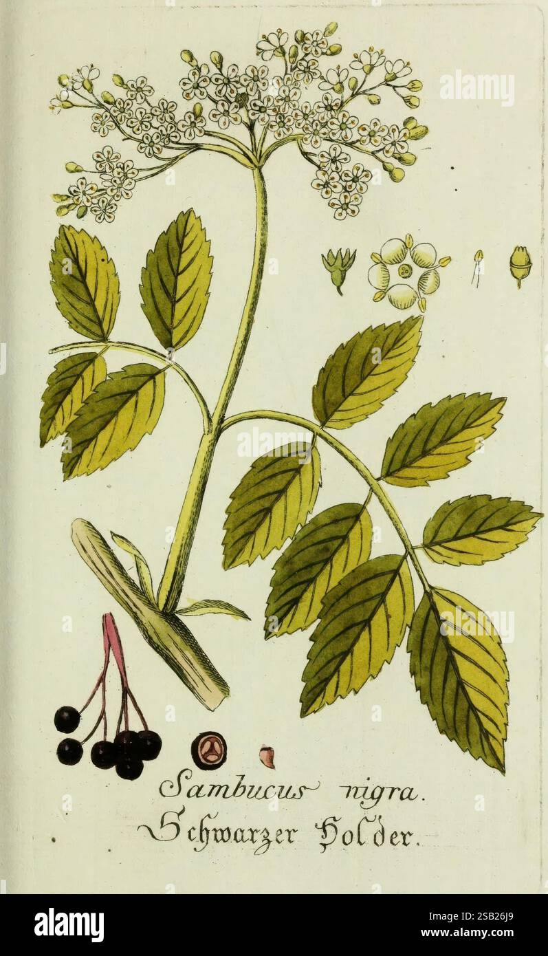 Plantarum indigenarum et exoticarum icones ad vivum coloratae, oder ...