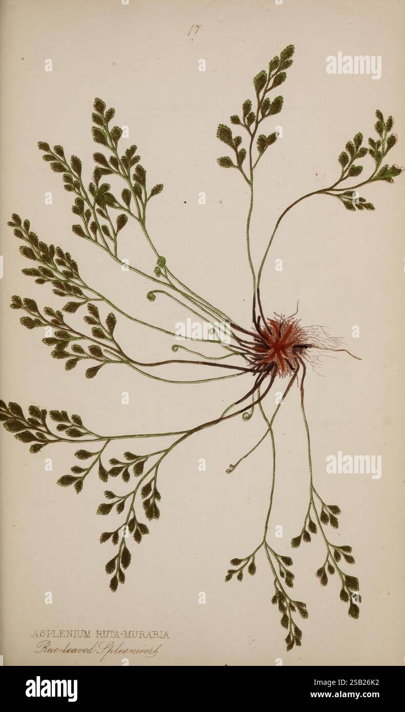 Feathery Roots Intricate brown roots anchoring hi-res stock photography and images - Alamy
