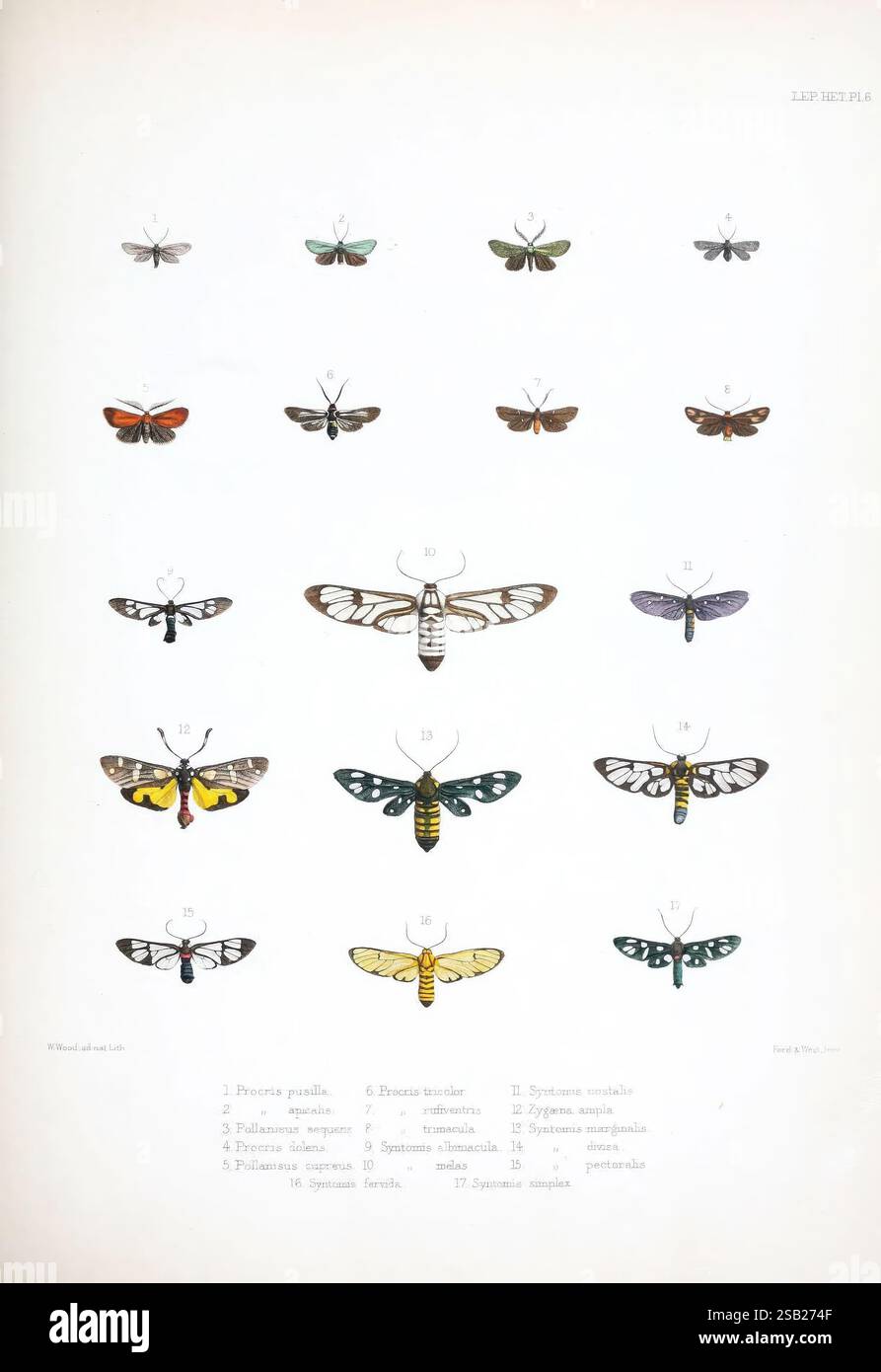 Illustrations, of, typical, specimens, of, Lepidoptera, Heterocera, in ...