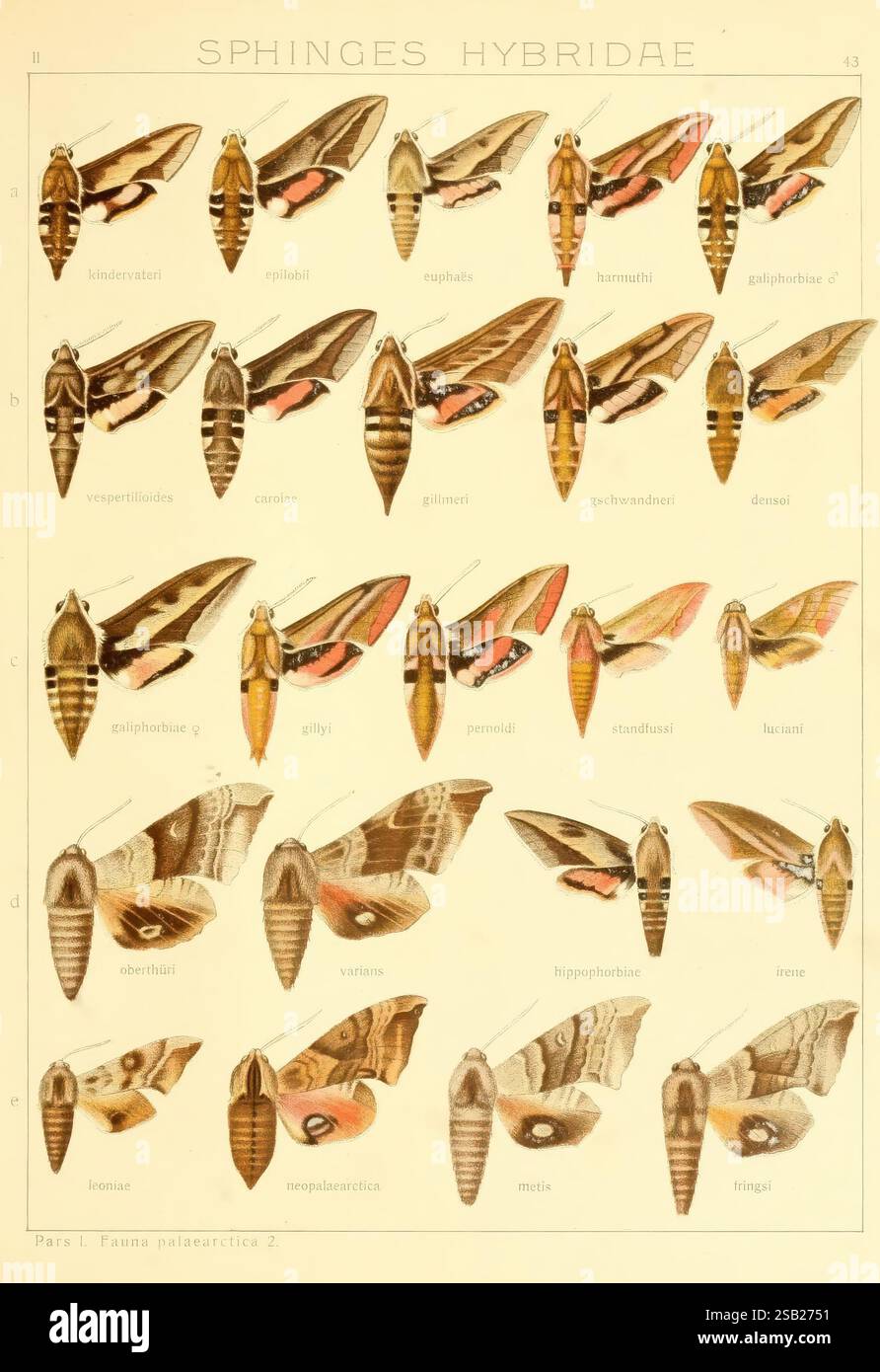 Sphingidae Wing Arrangement display unique traits hi-res stock photography and images ...