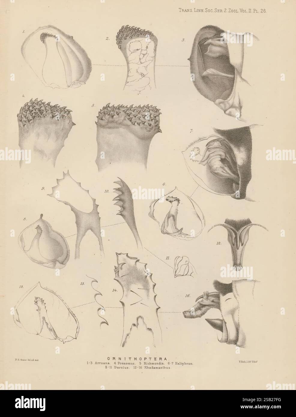 Functional adaptations of different insects hi-res stock photography ...