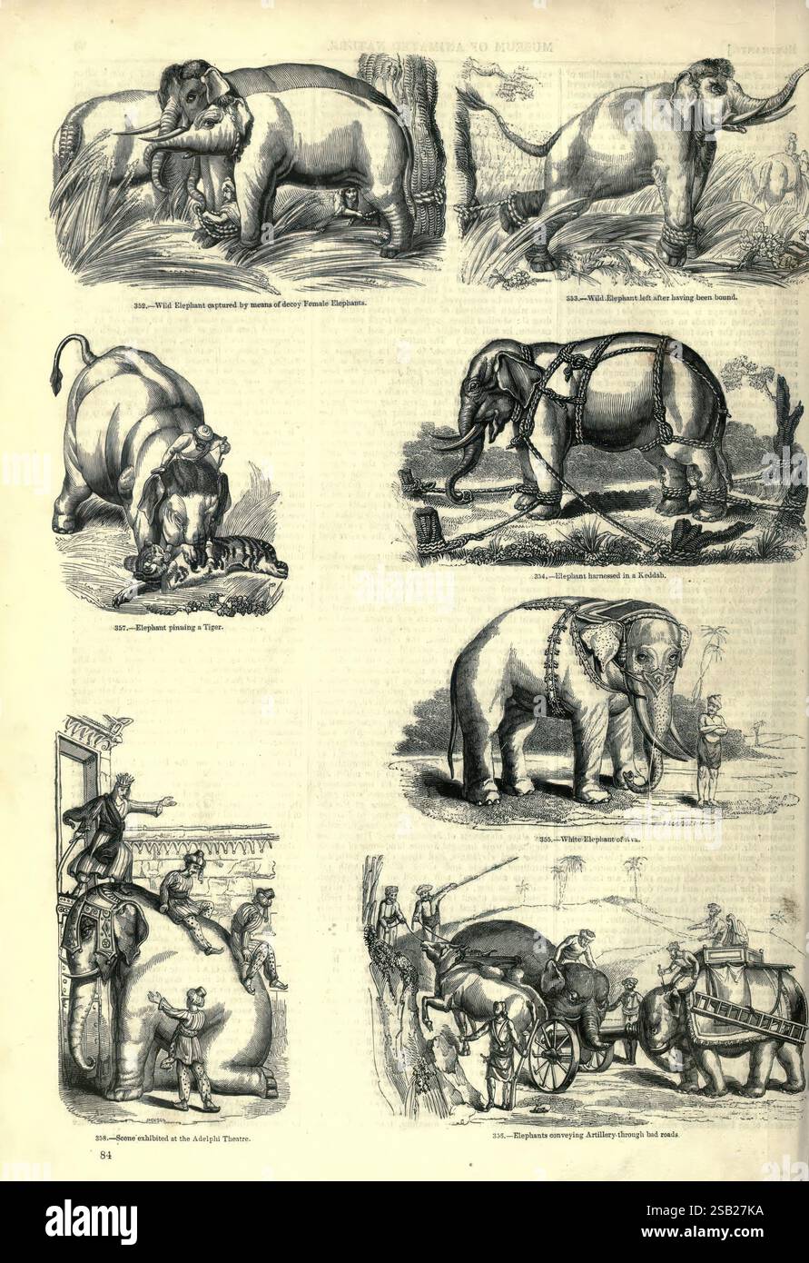 The pictorial museum of animated nature London, C. Cox, [1844 ...