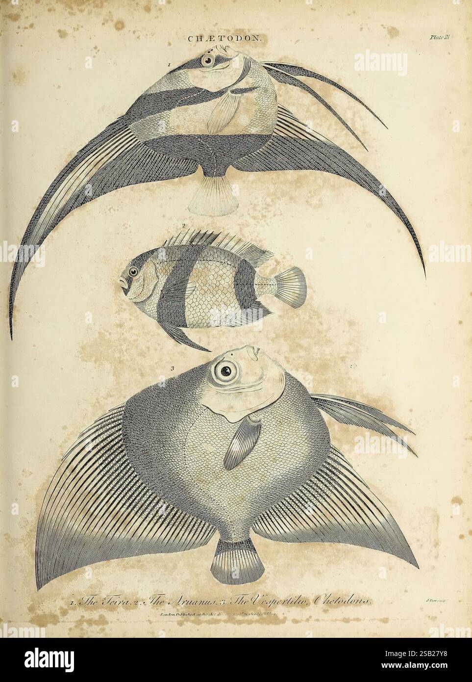 Distinct Fish Illustrated classification of three distinct fish species hi-res stock ...