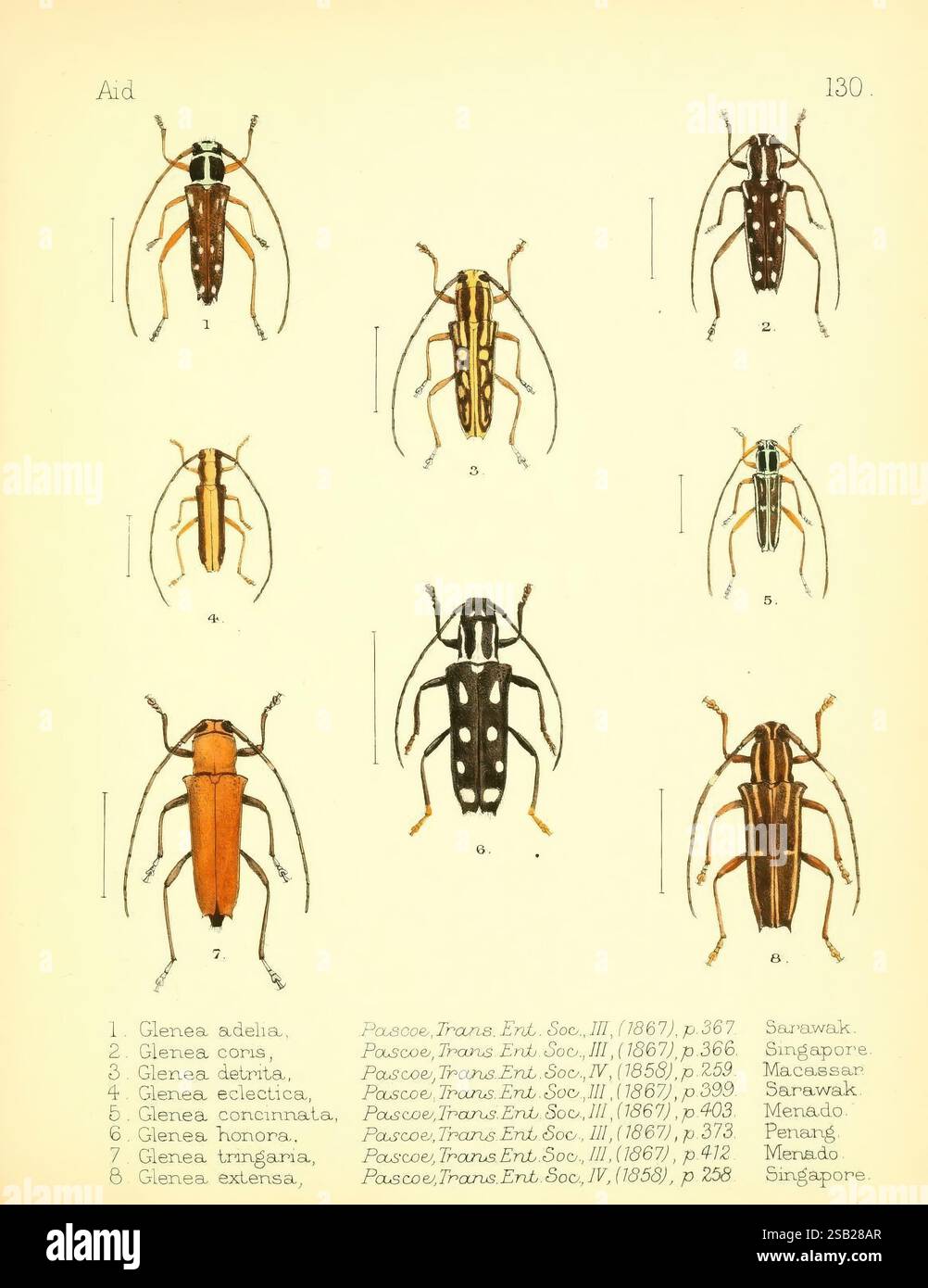 Aid to the identification of insects, London, E.W. Janson, 1880-90 ...