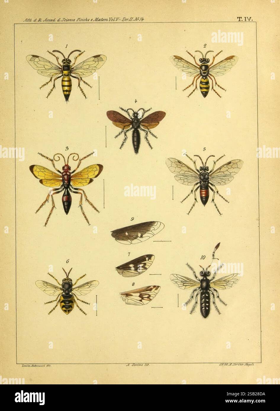 Miscellanea entomologica Napoli Tip. della Reale accademia delle ...