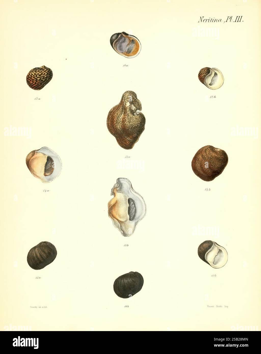 Several shells labeled hi-res stock photography and images - Alamy