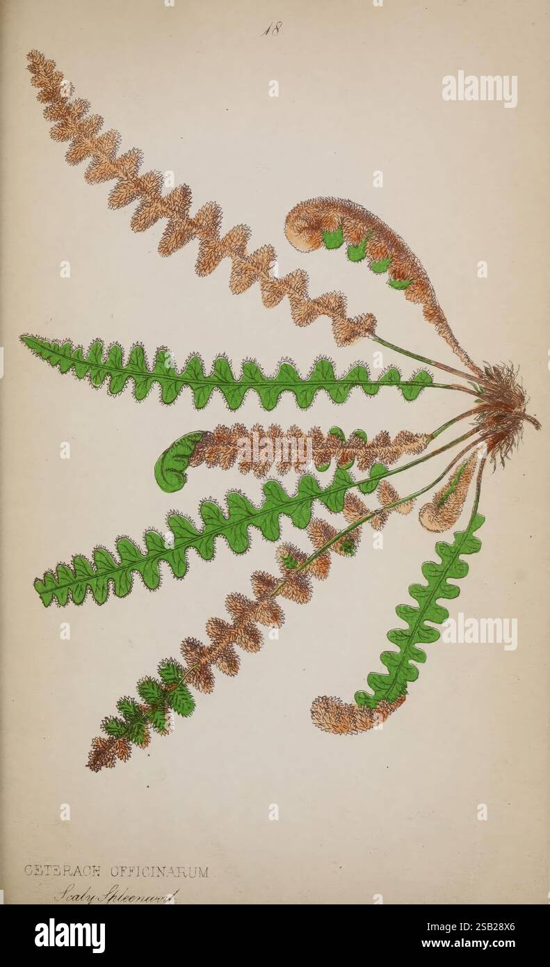 The ferns of Derbyshire, London, Wertheim, Macintosh, and Hunt, 1861 ...
