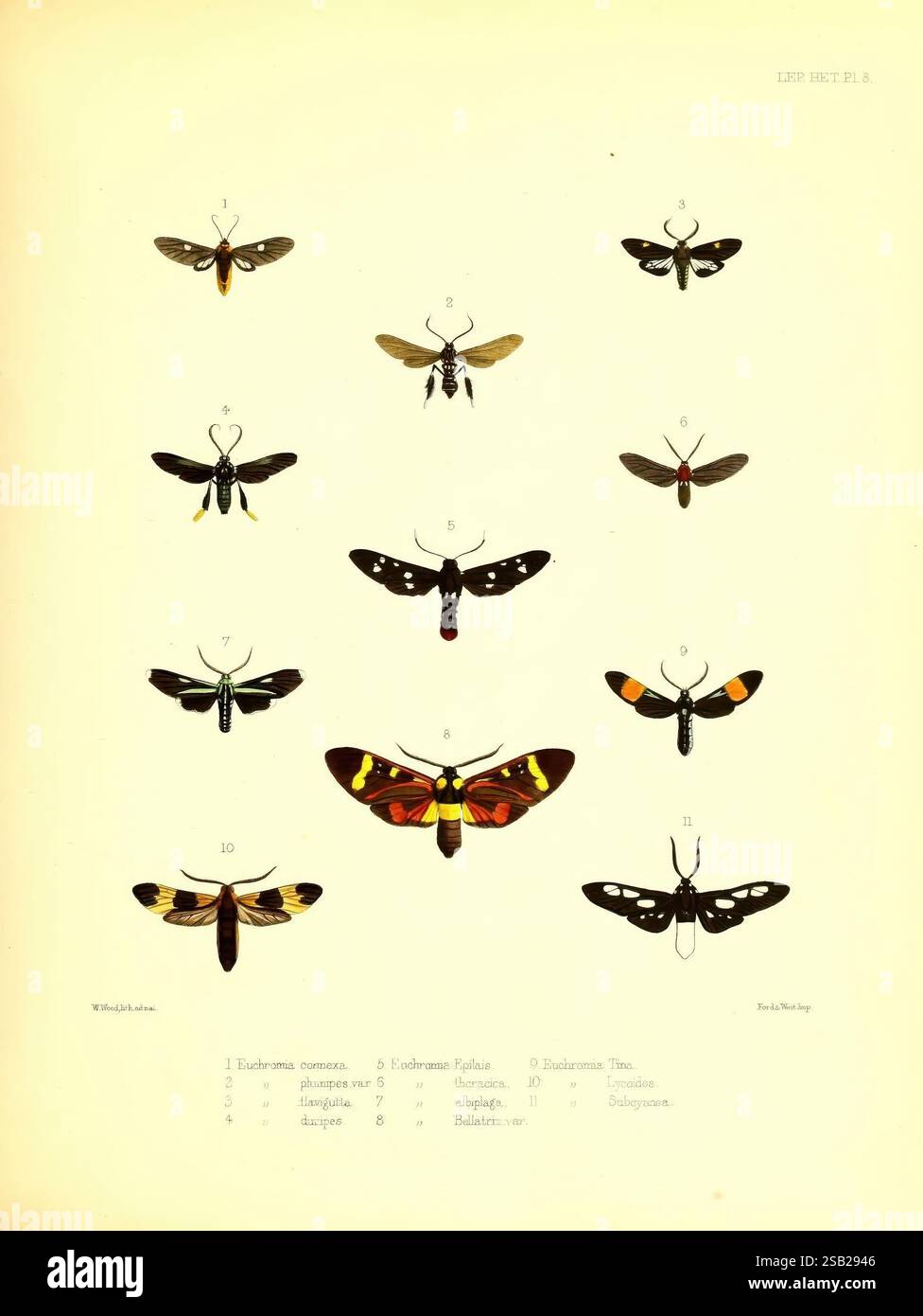Distinctly Patterned Insects Illustrations, of, typical, specimens, of, Lepidoptera, Heterocera, in ...