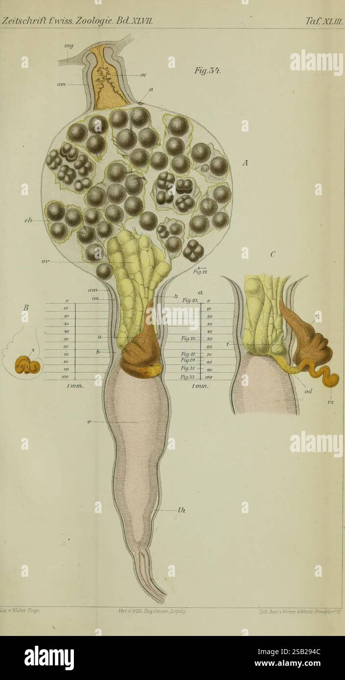 Zeitschrift für wissenschaftliche Zoologie, Leipzig, Wilhelm Engelmann, 1849-, anatomy, comparative, bibliography, periodicals, zoology, Museum of Comparative Zoology, A detailed scientific illustration depicting various stages of a microscopic organism. The main figure showcases a large, bulbous body, densely populated with smaller circular structures resembling cells or spores. Tentacle-like appendages extend from the lower part of the body, suggesting a means of movement or feeding. Accompanying labels and a scale bar indicate measurements, while additional illustrations on the side present Stock Photo