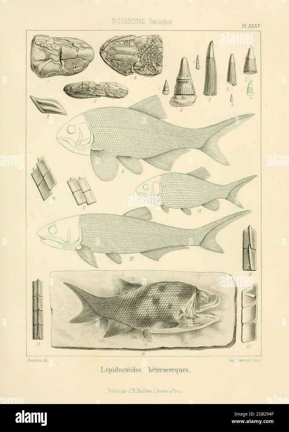 Larger fish featuring prominent scales hi-res stock photography and ...
